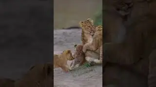just feel it  insta id : varun.aditya #wildlifephotography #wild