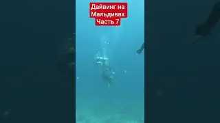 Феноменальная память у рыб #дайвингвминске #дайвингминск #sublifeby  #дайвингвбеларуси