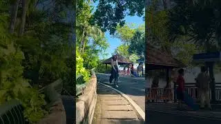 Chance of getting 🥰😂#travel #relaxing #nature #phnompenhtravel