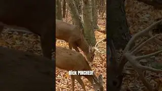 Whayum! #shorts #bowhunting #hoghunting