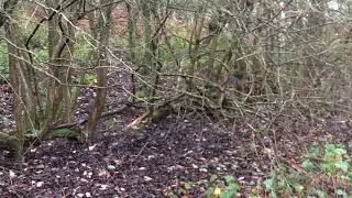 Found Old Style Fencing made by Bending Branches Over   Animals of Herewood   Hereford Wildlife