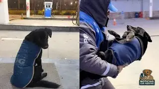 Dog adopted by gas station in Argentina