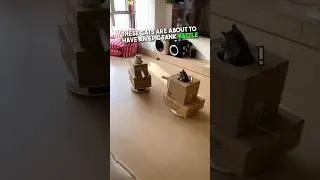 Cats have an epic tank battle 😂