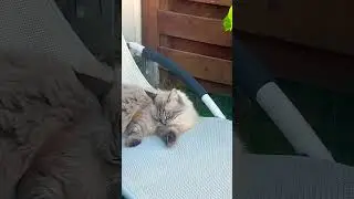 Хорошо в деревне летом #life #жизнь #цитаты #motivation #cat #cute #catvideos #summer