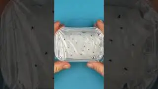 DIY火龍果盆栽 #shorts