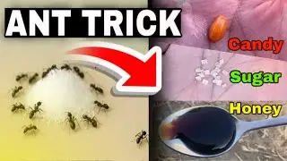 Действительно ли работает эксперимент с вирусным муравьём?😳😱