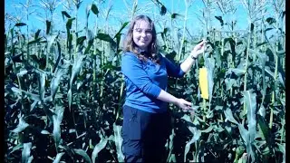 Corn IPM: Corn Rootworm Trapping