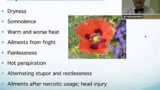 Opium Papaverum: Homeopathic Medicine -Tips For Beginners