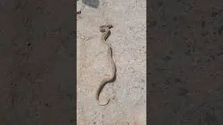 big sneak in our Village