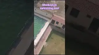 monkeys in swimming pool #nature #monkey #swimming #pool #summer #viralvideo #viralreels