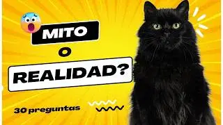 👉 &iquest;Mito o Realidad? 🤔 &iexcl;Descubre la verdad detr&aacute;s de las creencias m&aacute;s populares! 🔥