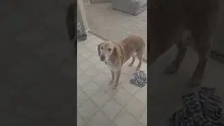 I WAS IN THE BATHROOM #dog #foryou #like #subscribe #foryoupage #cute #puppy #silly