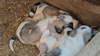 ¡Qué preciosidad de animalillos!😍