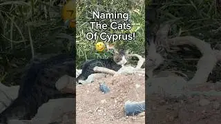 Naming the cats of Cyprus 🤣🐈#funny #cat #cyprus