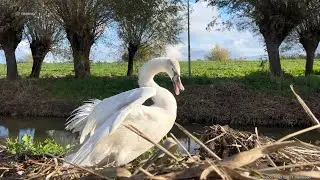 Swan Territory &bull; @1MEMO 20211206