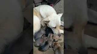 #newdogs #shortsvideo #newone #dogslove