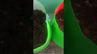 Planting Peas & Onion Together in Grow Bags | Winter Vegetable Gardening at Home