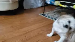 Newly groomed Riley and Charlie memes funny moments