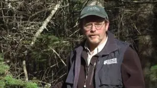 Maine Balsam Fir Tips: A Sustainable Harvest