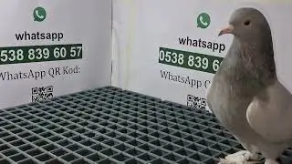 9 Numaralı sahiplendirme videomuz 