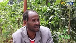 Urimi wa matunda ma Passion
