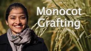 Flash talk: Monocot Grafting &ndash; A tool to future proof crops for changing climate - Dr Pallavi Singh