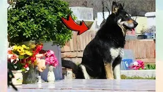 Loyal Dog Refused to Leave His Owner's Graveside For Years