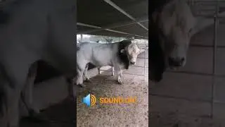 Scary BULL sound!