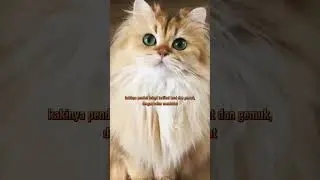 The difference between Angora cats and Persian cats in terms of body posture #shorts