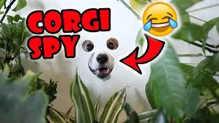 Funny Corgi Spies Through Peep Hole || Life After College: Ep. 673