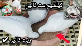 LARKANA LOW FIRE PIGEONS  👈🕊اگلے دن کے لیے کبوتر ریڈی کیسے کریں؟ 