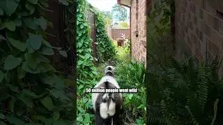 What&rsquo;s next? After mowing with GOATS!