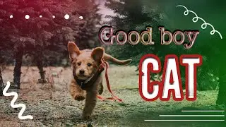 Veery funny video Cat and dog #animalcontent#dog#Cat