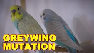 GREYWING MUTATION  MGA LODS