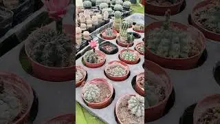 Golden Ball Cactus (Parodia leninghausii) &ndash; Care, Growth & Beauty