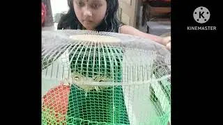 Low budget love bird  cage making 
