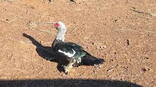OCTAGATOR BILLYGOAT WOLFCUB CHICKENPOSSEM
