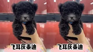 这只小灰有点胆小！不过挺好看的～#灰泰迪#飞耳灰泰迪#小体泰迪