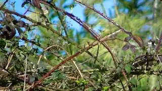 IECV NV #767 -  House Sparrows In The Sticker Bushes 3-30-2019