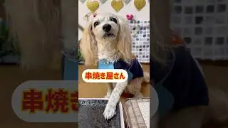 【喋る犬】ちょこっとNo.40 『たべるぅ〜』って言ってまーす #しゃべる犬 #かわいい犬  #犬動画  #おもしろ犬 #kawaii  #犬