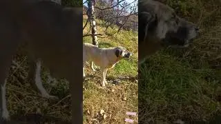#Erkek #k&ouml;pek bozan AFRODIT  #kesfet #kangal #animals #kangalk&ouml;peği #sivaskangalı #puppy #kangaldog