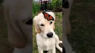 🐶 DOG ❤️ BUTTERFLY 🦋 #youtubeshorts #trending #viral #love #dog