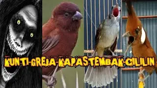 MASTERAN KUNTILANAK GREJA CILILIN KAPAS TEMBAK !!TERBARU MUDAH DITIRU !