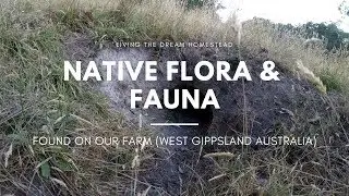 DAY 209 - Native Flora & Fauna On Our (Australian) Farm