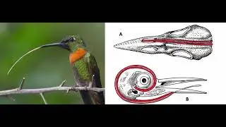 Hummingbirds Have Really Long Tongues...