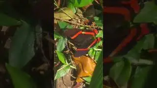Borboleta (Ancyluris aulestes)