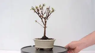 V&iacute;deo 360&ordm; Bons&aacute;i Prunus Tomentosa. Cerezo. PRS06to
