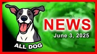 Dogs Run Airports, Fly First Class & Rock adidas  -  Global Funny Dog News You Need Today!