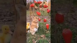 Lapin qui mange des fraises 🍓🐇❤️
