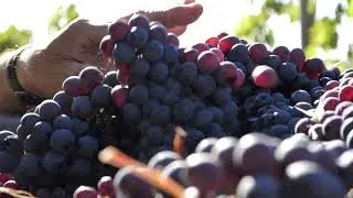 Lungarotti company video - short version